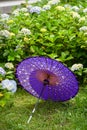 Japanese traditional oil paper umbrella and Hydrangea macrophylla flowering shrubs and bushes in the garden. Royalty Free Stock Photo