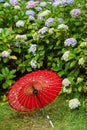 Japanese traditional oil paper umbrella and Hydrangea macrophylla flowering shrubs and bushes in the garden. Royalty Free Stock Photo