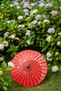 Japanese traditional oil paper umbrella and Hydrangea macrophylla flowering shrubs and bushes in the garden. Royalty Free Stock Photo