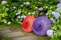 Japanese traditional oil paper umbrella and Hydrangea macrophylla flowering shrubs and bushes in the garden. Royalty Free Stock Photo