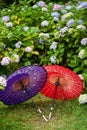 Japanese traditional oil paper umbrella and Hydrangea macrophylla flowering shrubs and bushes in the garden. Royalty Free Stock Photo