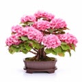 Japanese Traditional Potted Bonsai Tree With Pink Flowers