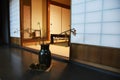 Japanese traditional room / Tatami room