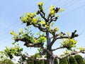 ÃÂrvore bonsai Royalty Free Stock Photo