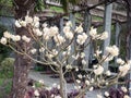 The Japanese tree begins to blossom. Japanischer papierbusch