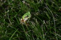 A Japanese tree frog ( Dryophytes japonicus ). Royalty Free Stock Photo