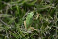 A Japanese tree frog ( Dryophytes japonicus ). Royalty Free Stock Photo