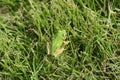 A Japanese tree frog ( Dryophytes japonicus ). Royalty Free Stock Photo