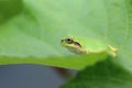 Japanese tree frog on the leaf of okra Royalty Free Stock Photo