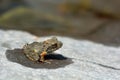 Japanese tree frogs