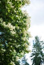 Japanese tree lilac branches Royalty Free Stock Photo