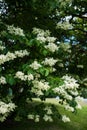 Japanese tree lilac branches