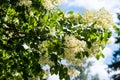 Japanese tree lilac branches