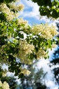 Japanese tree lilac branches