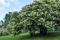 Japanese tree lilac Royalty Free Stock Photo