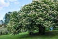 Japanese tree lilac