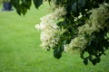 Japanese tree lilac flowers