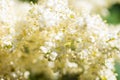 Japanese tree lilac flowers Royalty Free Stock Photo