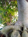 japanese tree roots coming out of the ground