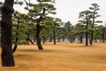 Japanese trees in Toyko, Japan. Near the Imperial Palace. Royalty Free Stock Photo