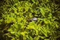 Japanese turtle peeking from leaves Royalty Free Stock Photo