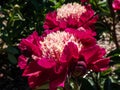 Japanese type of garden peony cultivar Paeonia lactiflora `Ursa Major` with deep carmine red white flower. Center starts a lig Royalty Free Stock Photo