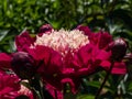 Japanese type of garden peony cultivar Paeonia lactiflora `Ursa Major` with deep carmine red white flower. Center starts a lig Royalty Free Stock Photo