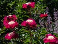 Japanese type of garden peony cultivar Paeonia lactiflora `Ursa Major` with deep carmine red white flower. Center starts a lig Royalty Free Stock Photo