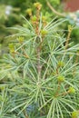 Japanese umbrella pine, Sciadopitys verticillata buds Royalty Free Stock Photo