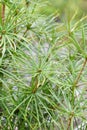 Japanese umbrella-pine Sciadopitys verticillata, staminate cones and needles Royalty Free Stock Photo