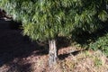 Japanese umbrella pine tree. Royalty Free Stock Photo