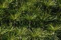 Japanese umbrella pine tree. Royalty Free Stock Photo
