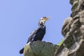 Japanese, or Ussuriian cormorant Phalacrocorax capillatus on the edge of a cliff on the seashore Royalty Free Stock Photo