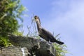 Japanese, or Ussuriian cormorant Phalacrocorax capillatus on the edge of a cliff on the seashore Royalty Free Stock Photo