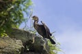 Japanese, or Ussuriian cormorant Phalacrocorax capillatus on the edge of a cliff on the seashore Royalty Free Stock Photo