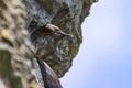 Japanese, or Ussuriian cormorant Phalacrocorax capillatus on the edge of a cliff on the seashore Royalty Free Stock Photo