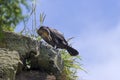 Japanese, or Ussuriian cormorant Phalacrocorax capillatus on the edge of a cliff on the seashore Royalty Free Stock Photo