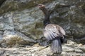 Japanese, or Ussuriian cormorant Phalacrocorax capillatus on the edge of a cliff on the seashore Royalty Free Stock Photo