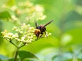 Japanese giant hornet or murder hornet 1 Royalty Free Stock Photo