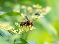 Japanese giant hornet or murder hornet 2 Royalty Free Stock Photo