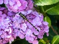 Ictinogomphus pertinax clubtail dragonfly on hydrangea flowers 1