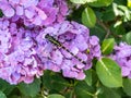 Ictinogomphus pertinax clubtail dragonfly on hydrangea flowers 2