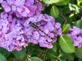 Ictinogomphus pertinax clubtail dragonfly on hydrangea flowers 3