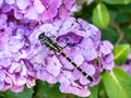 Ictinogomphus pertinax clubtail dragonfly on hydrangea flowers 7