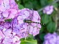 Ictinogomphus pertinax clubtail dragonfly on hydrangea flowers 9