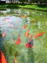 Japanese variegated carps swimming