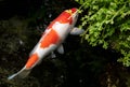 Japanese variegated carps swimming in garden pond