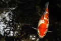 Japanese variegated carps swimming in garden pond