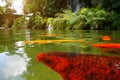 Japanese variegated carps swimming in garden pond