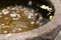 A japanese water filled bowl carved out of stone with coins